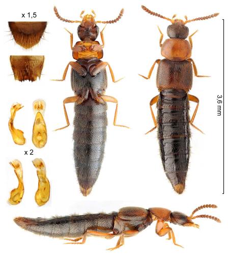 Stichoglossa semirufa